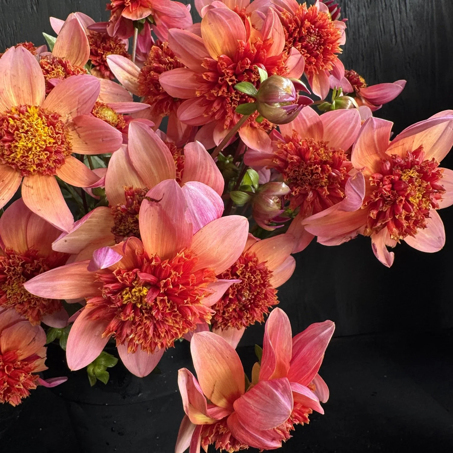 Totally Tangerine  Dahlia.jpg