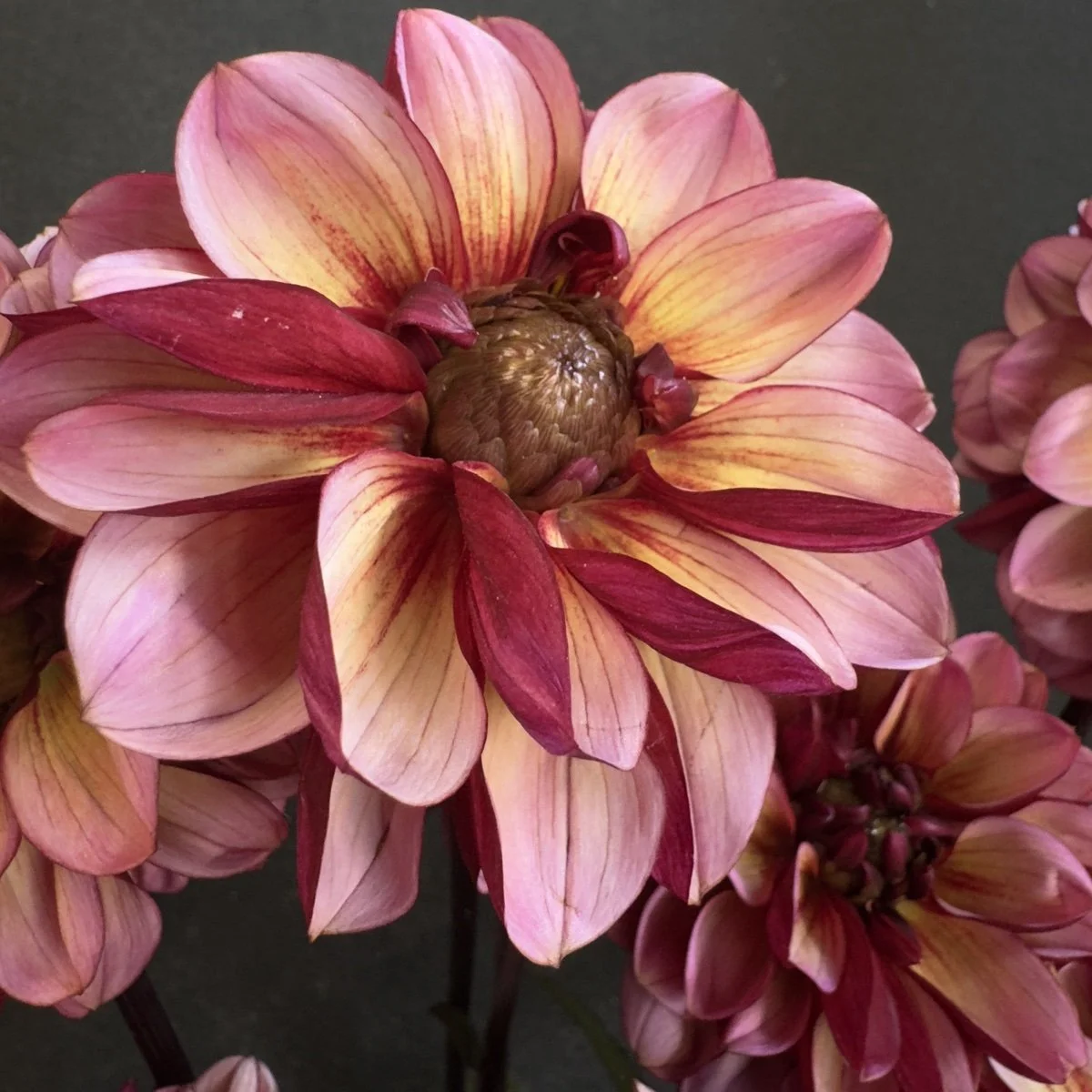 Senior's Hope Dahlia
