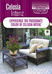 CELOSIA INTENZ POP