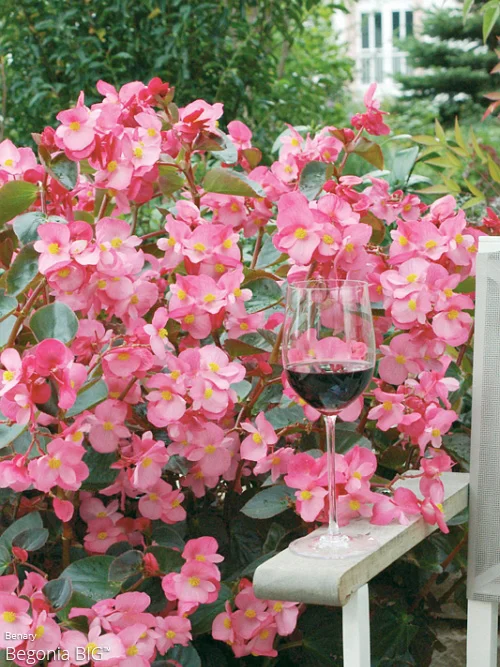 Begonia Big All About Color All About Color