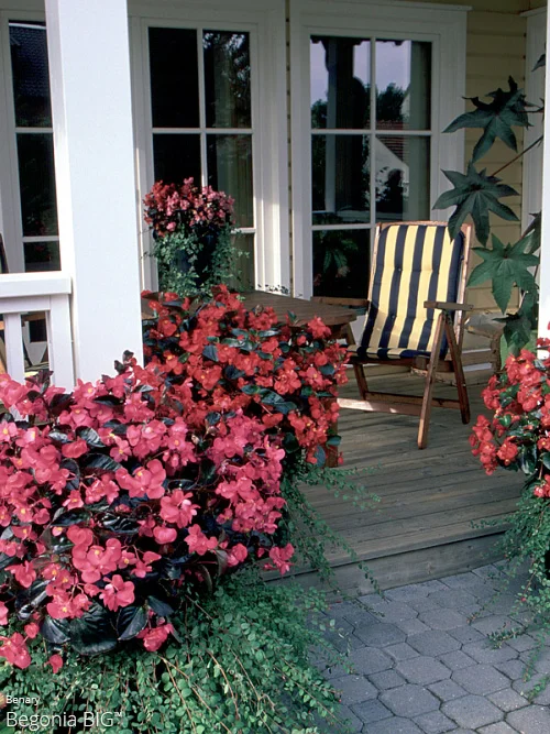 Begonia Big All About Color All About Color