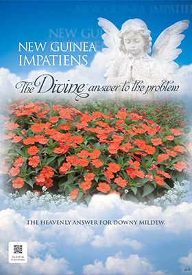 NEW GUINEA IMPATIENS DIVINE POP