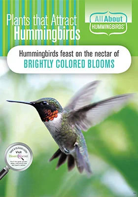 ATTRACT HUMMINGBIRDS POP