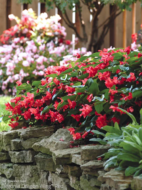 Full Sun Dragon Wing Begonias