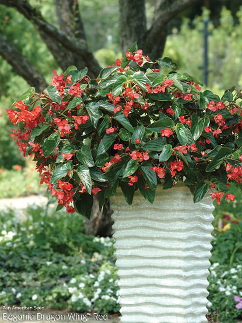 Begonia Dragon Wing® — All About COLOR™