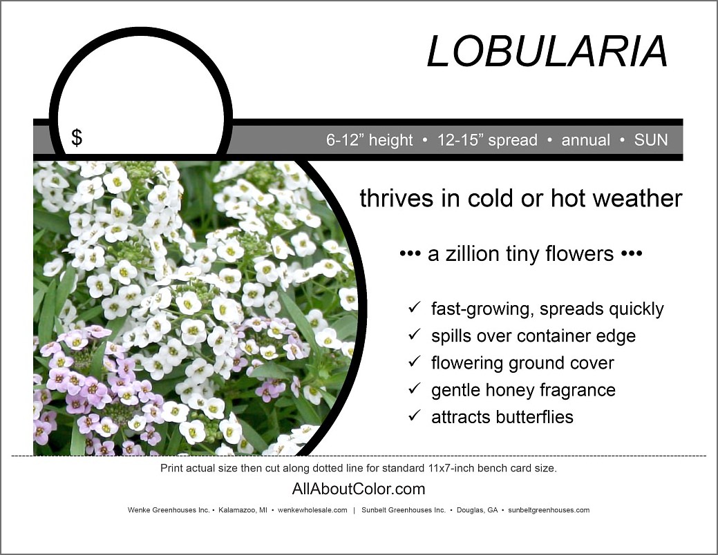 LOBULARIA bench card | PDF
