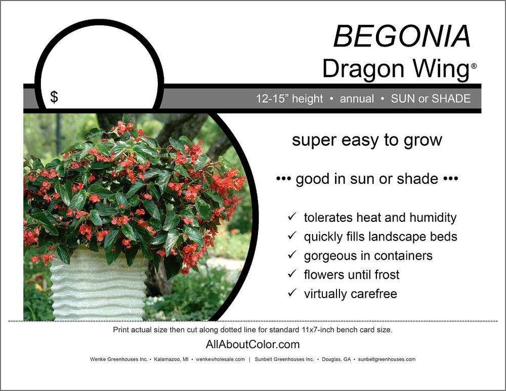 Full Sun Dragon Wing Begonias