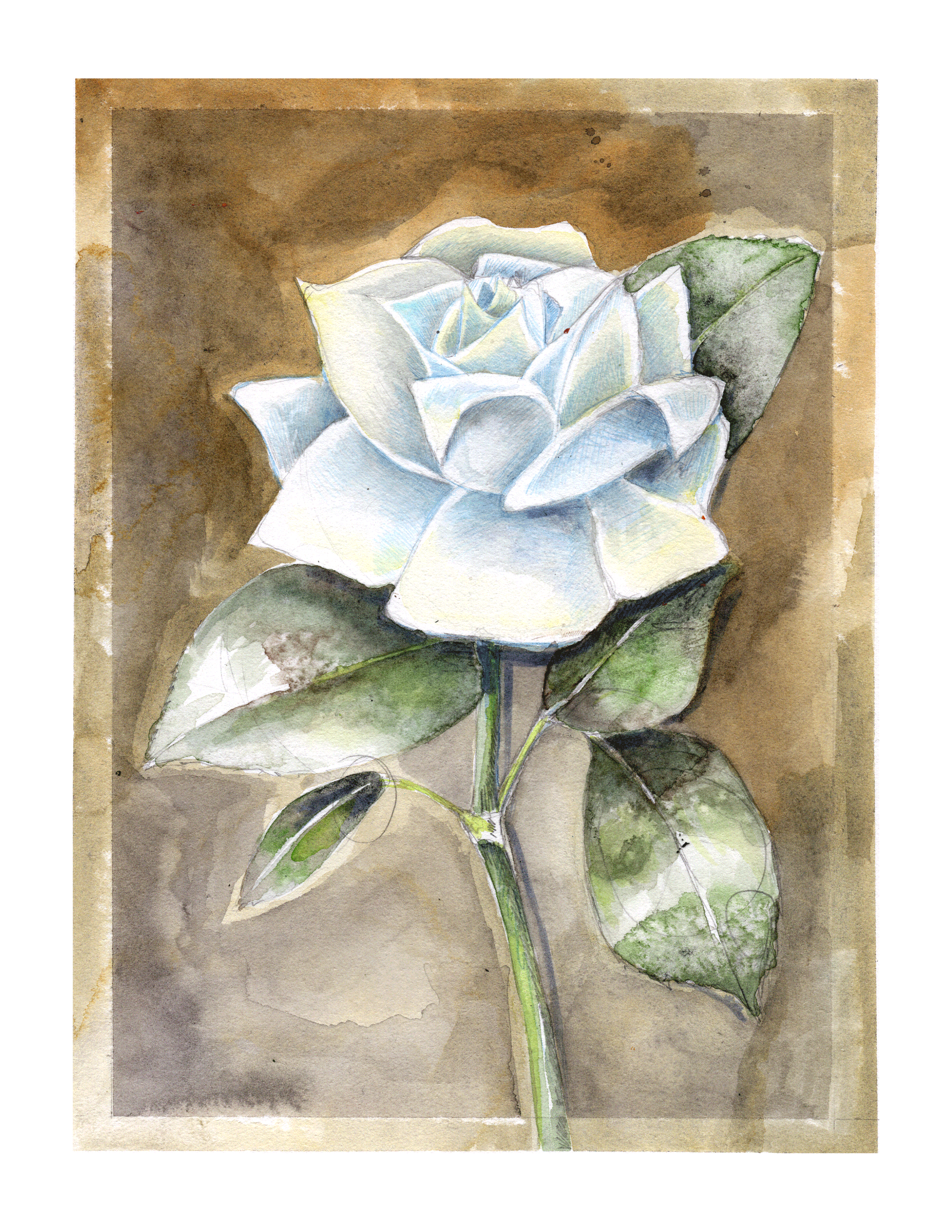rose-memorial269.gif