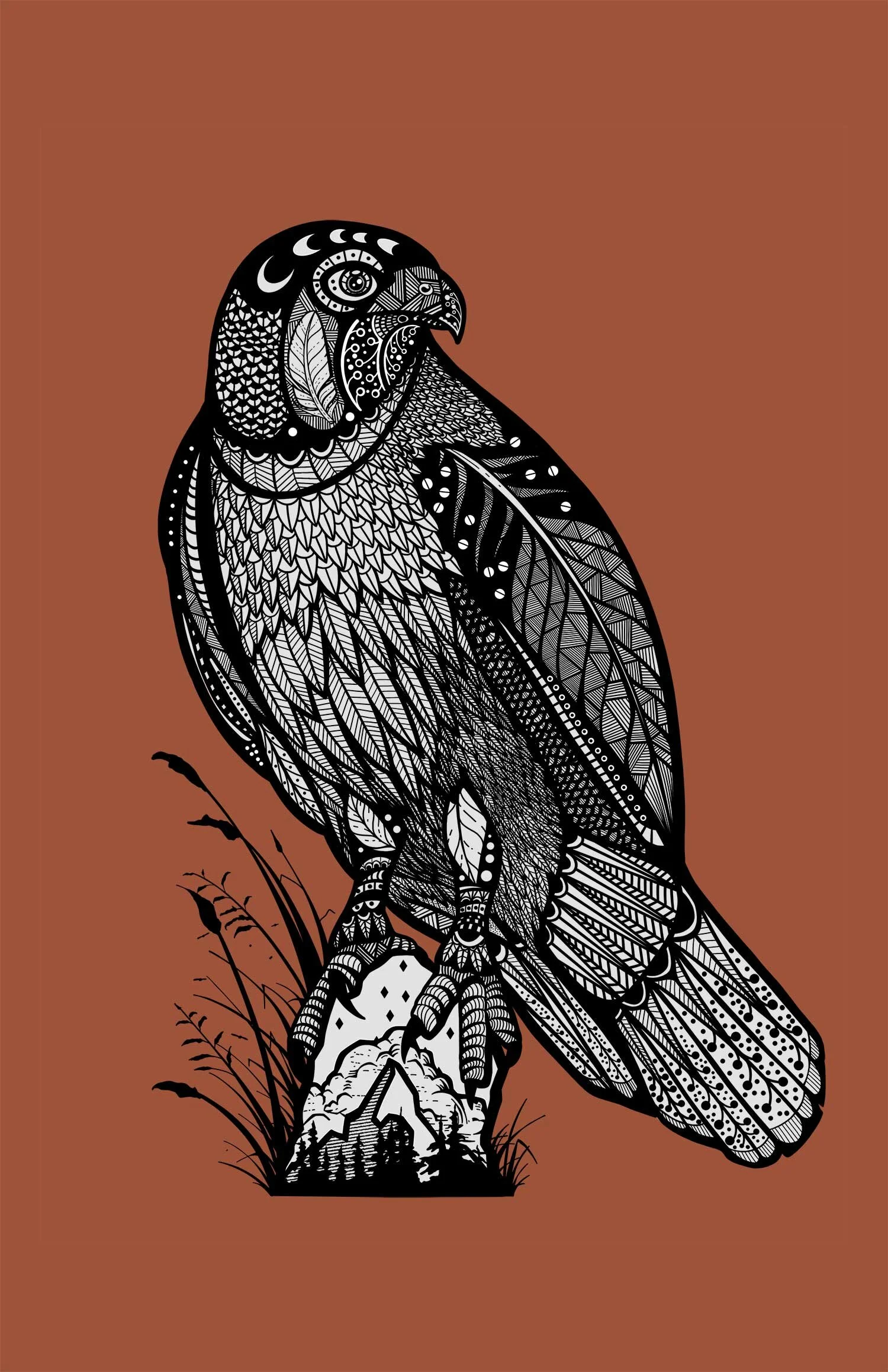 hawk.jpg