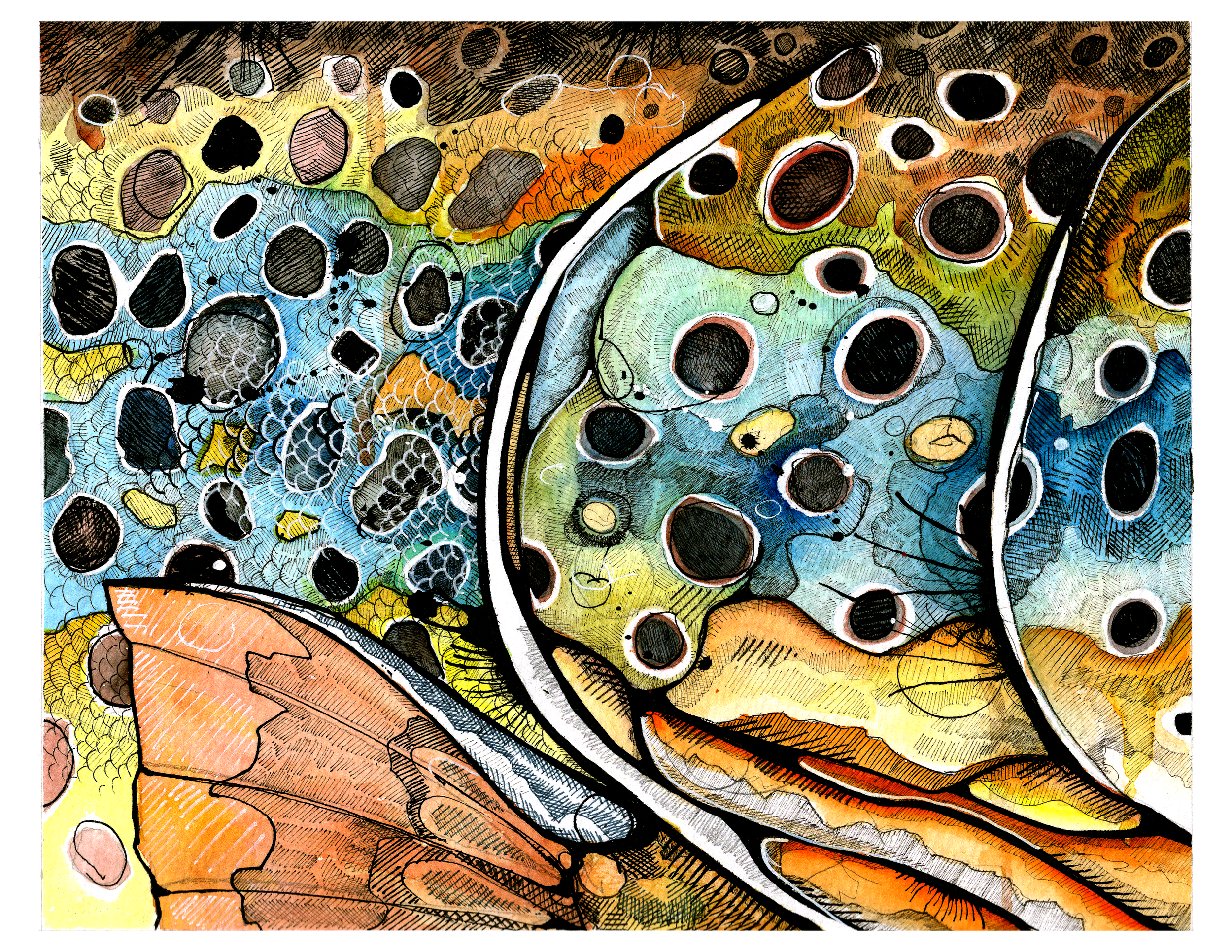 wv Brown trout296.png