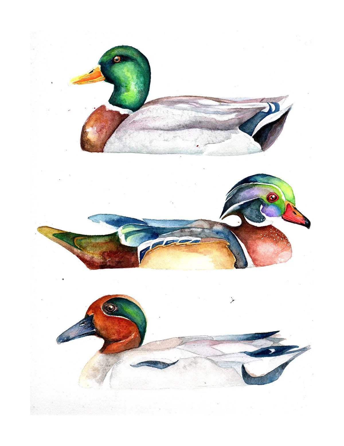 3 ducks283.jpg