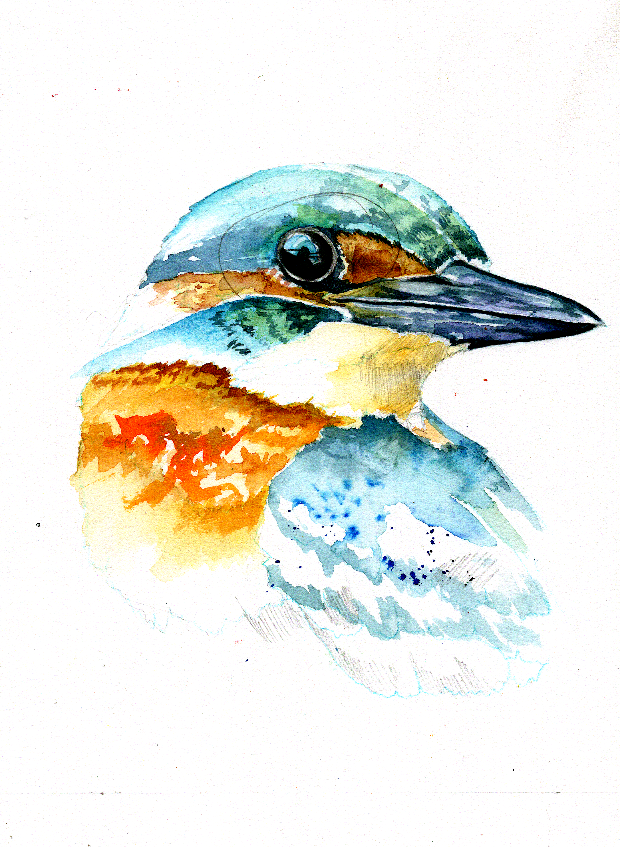 new kingfisher.png