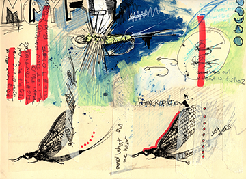 mayfly sketchbook.png
