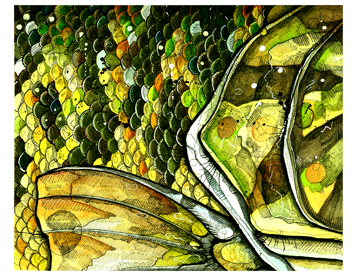 wv smallmouth299.png