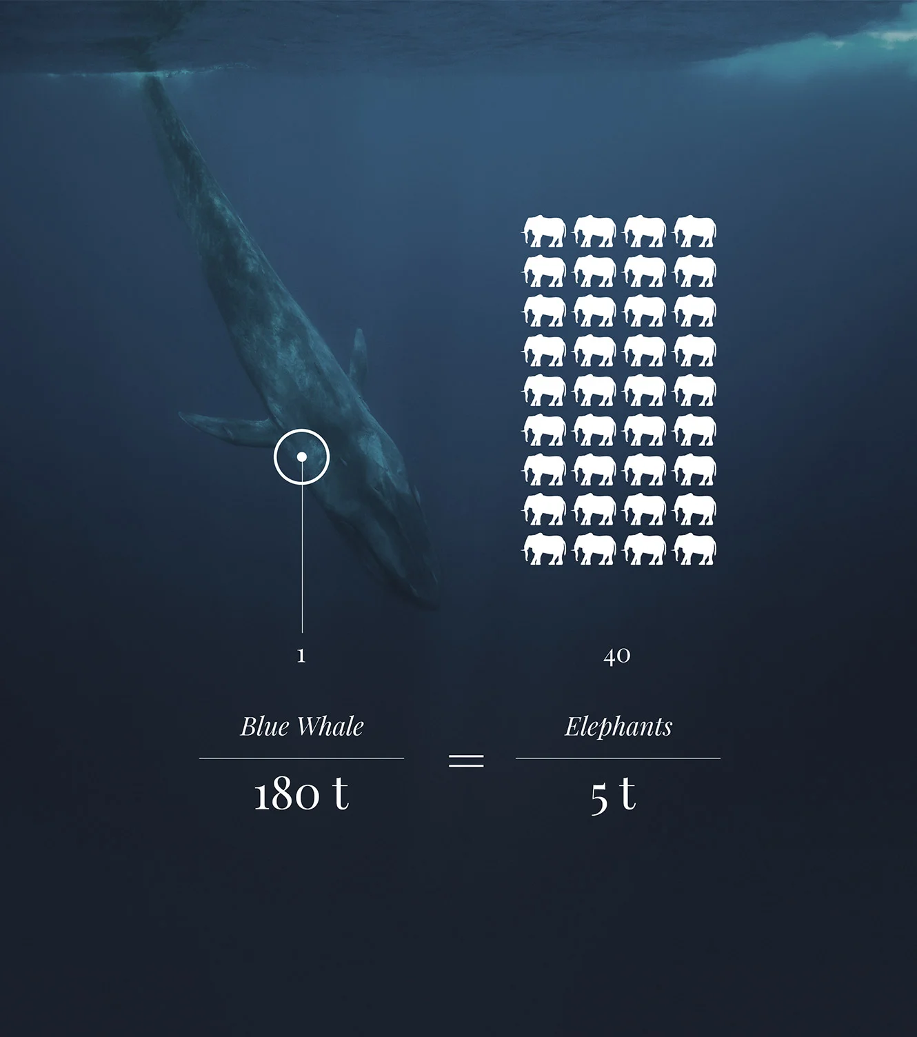 info1.jpg