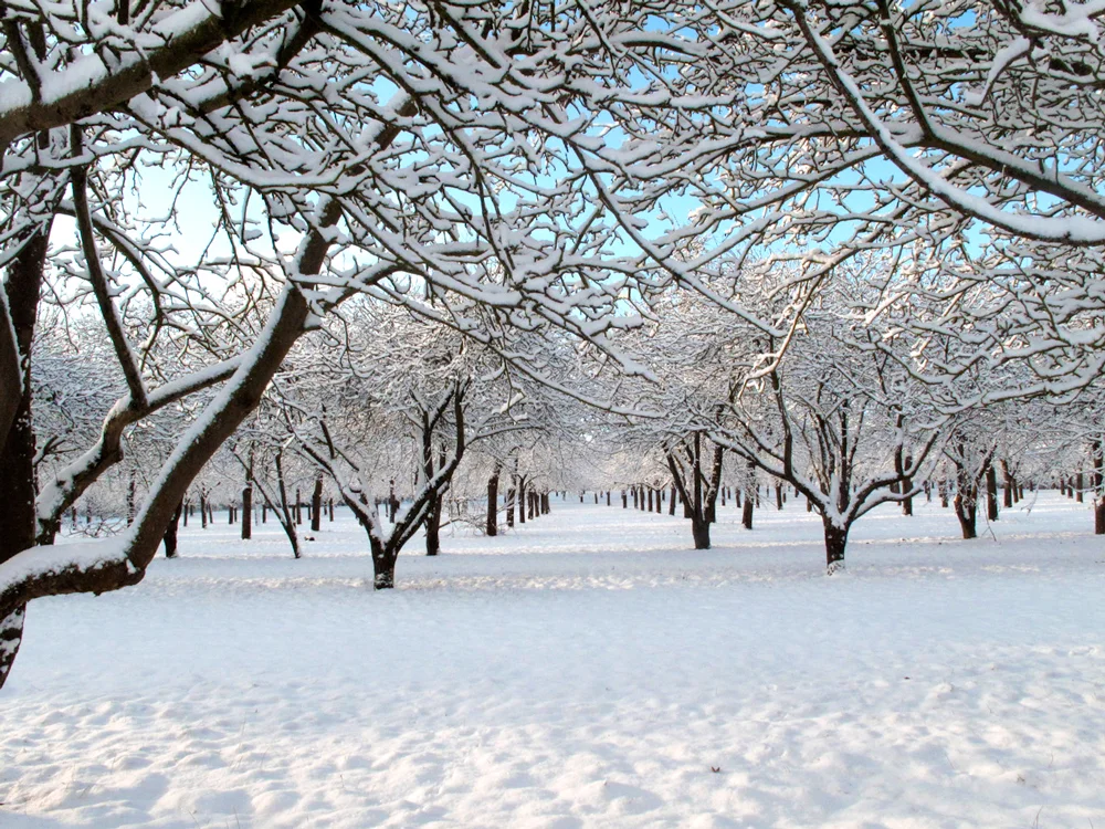 orchard-winter.jpg