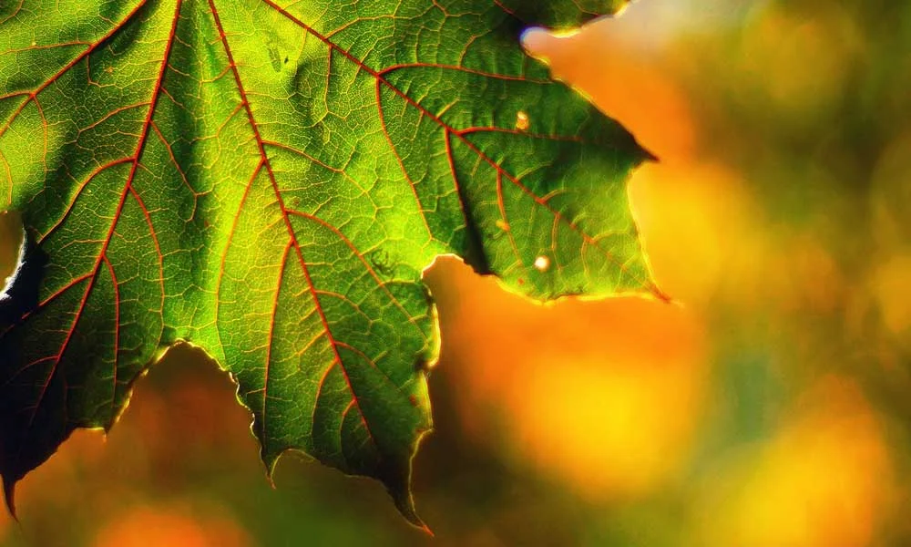 (please change to maple leaf pic / or something Niagara)