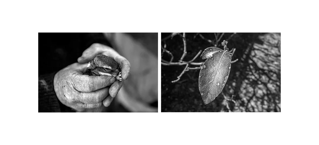 FINDING MEANING: Bunny and Leaf Black and White Digital Photography Diptych. Framed size 19" x 9" Edition of 5