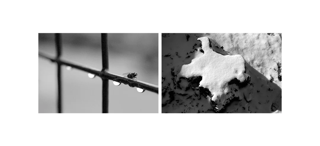 FINDING MEANING: Fly and Snow Black and White Digital Photography Framed size 19" x 9" Edition of 5