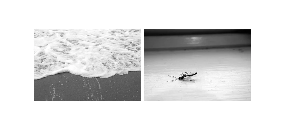 FINDING MEANING: Tide and Mosquito Black and White Digital Photography Framed size 19" x 9" Edition of 5