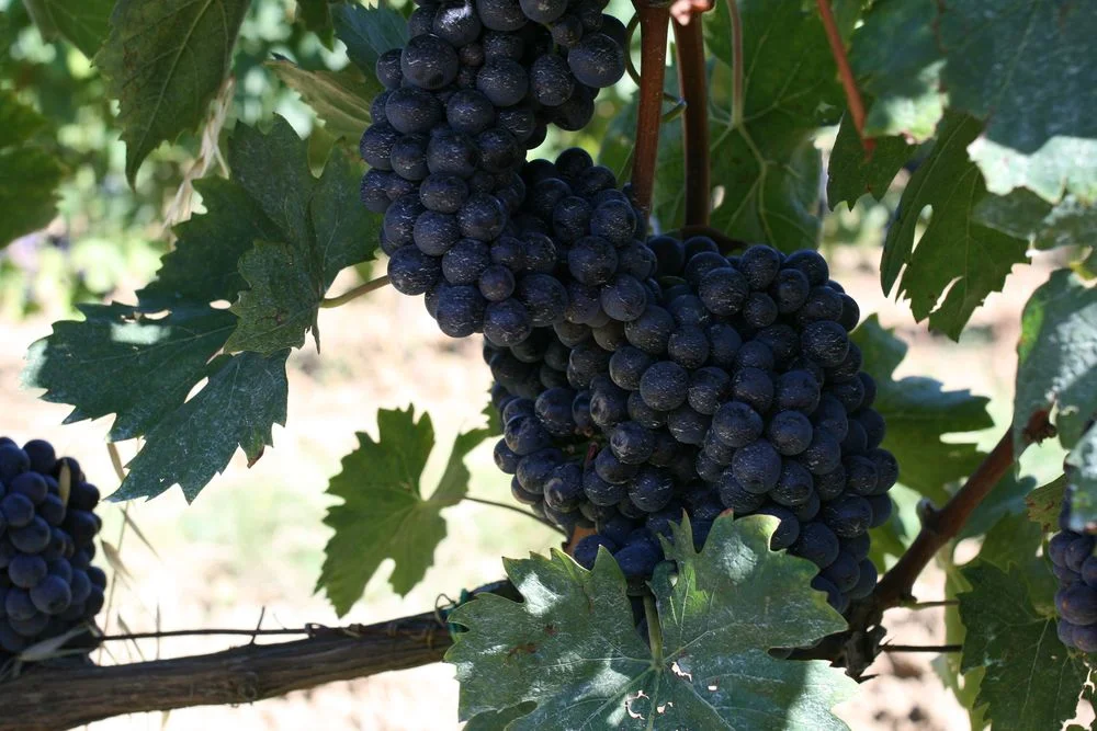 Name of winemaker in photo