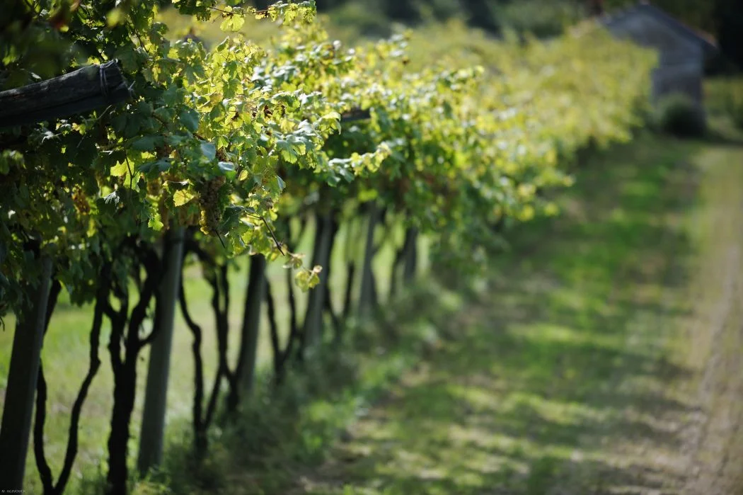 Name of winemaker in photo