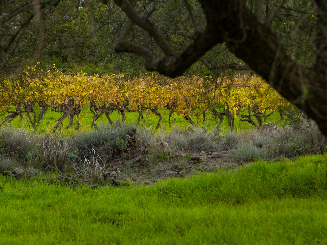 old-vines-san-lorenzo.jpg