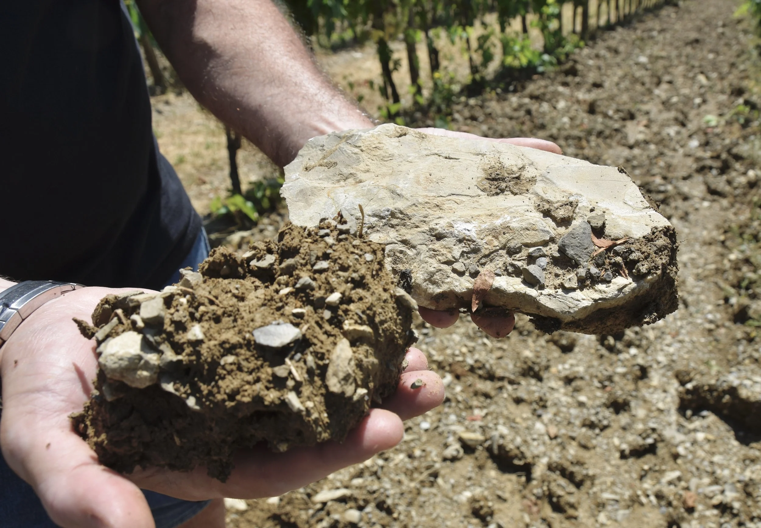Alberese-based soils of Baron'Ugo in Chianti Radda with Michele Braganti