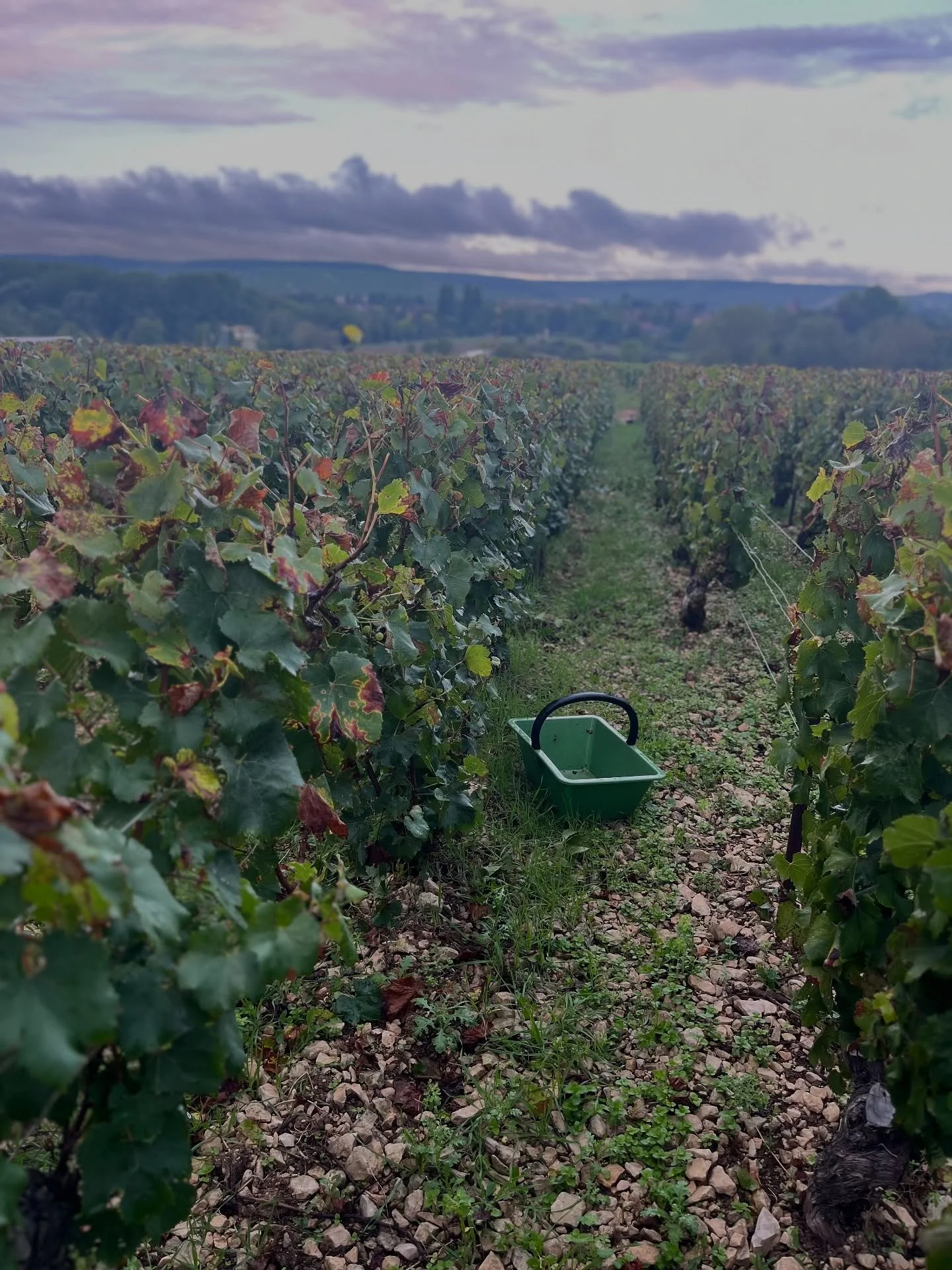 Our annual harvest pilgrimage took us to Beaujolais &amp; Chablis this year &mdash; spirits &amp; quality are high, even if 2025 looks a bit short on volume.

From vineyard prep with @domainechapel in Fleurie Charbonni&egrave;res, to cutting grapes w