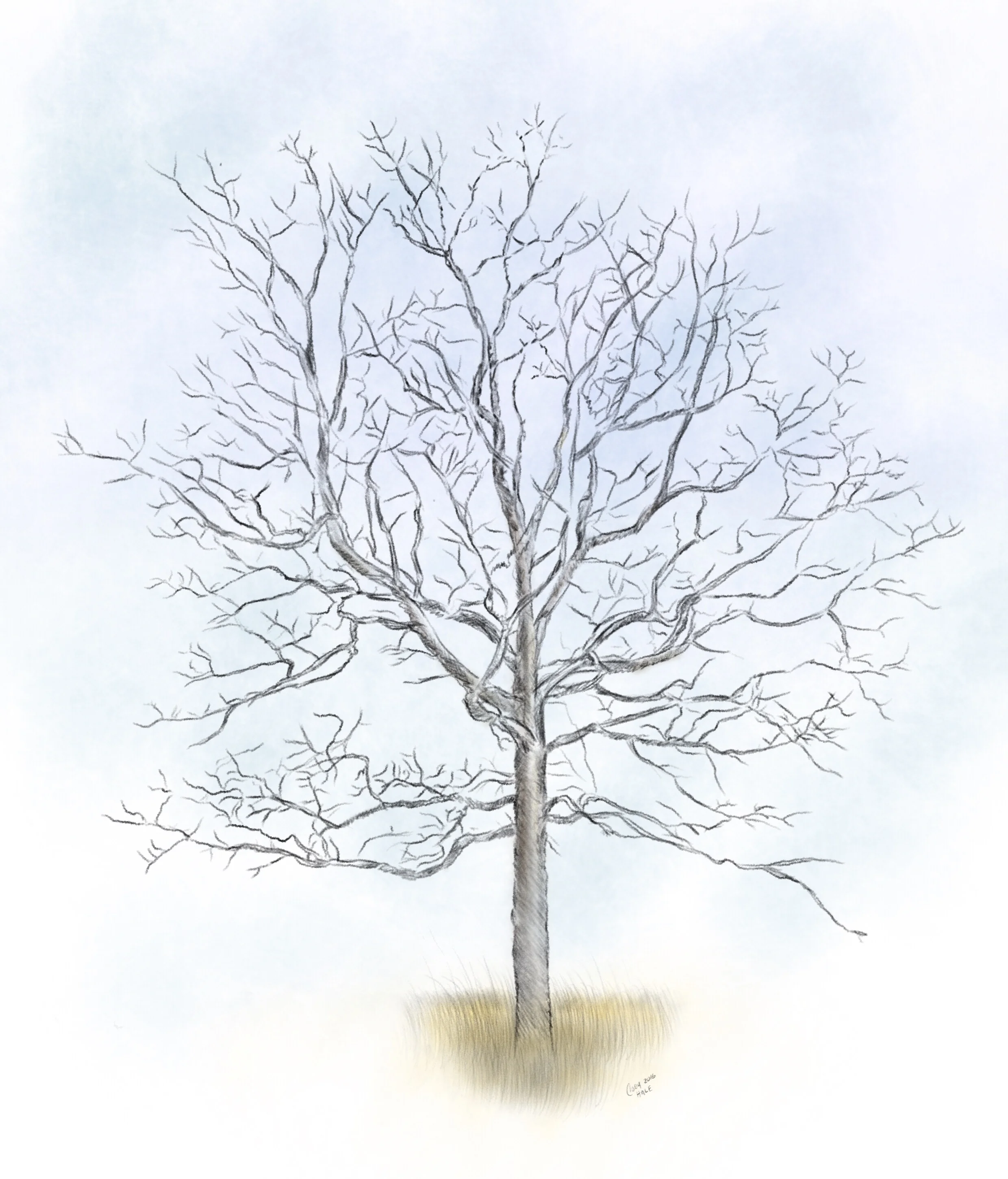 Illustration of a tree from Flat Rock Cedar Glades and Barrens
