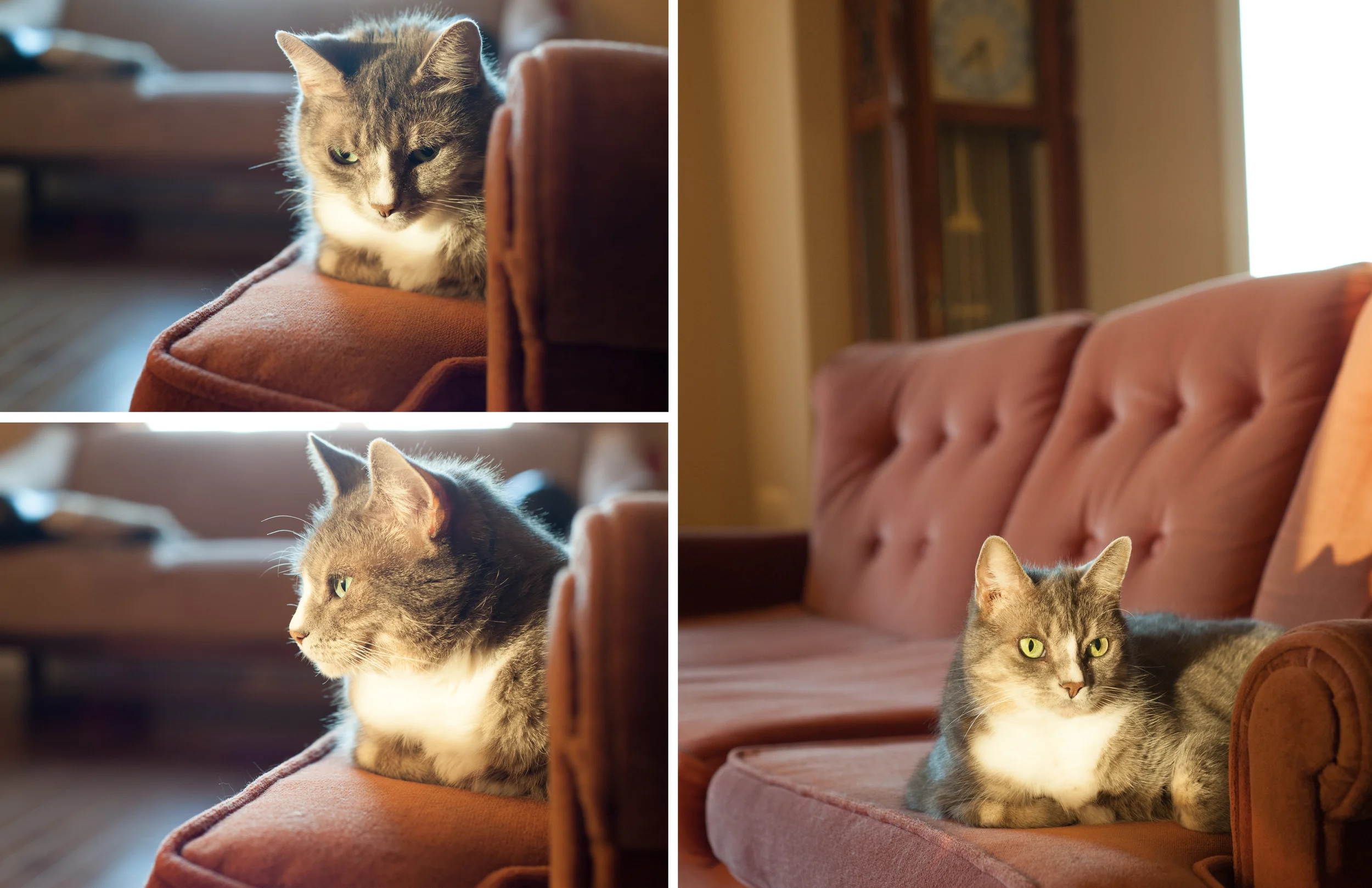 Our tubby kitty. I love her even though she loves Cory more. I believe he loves me in her own simple kitty way.