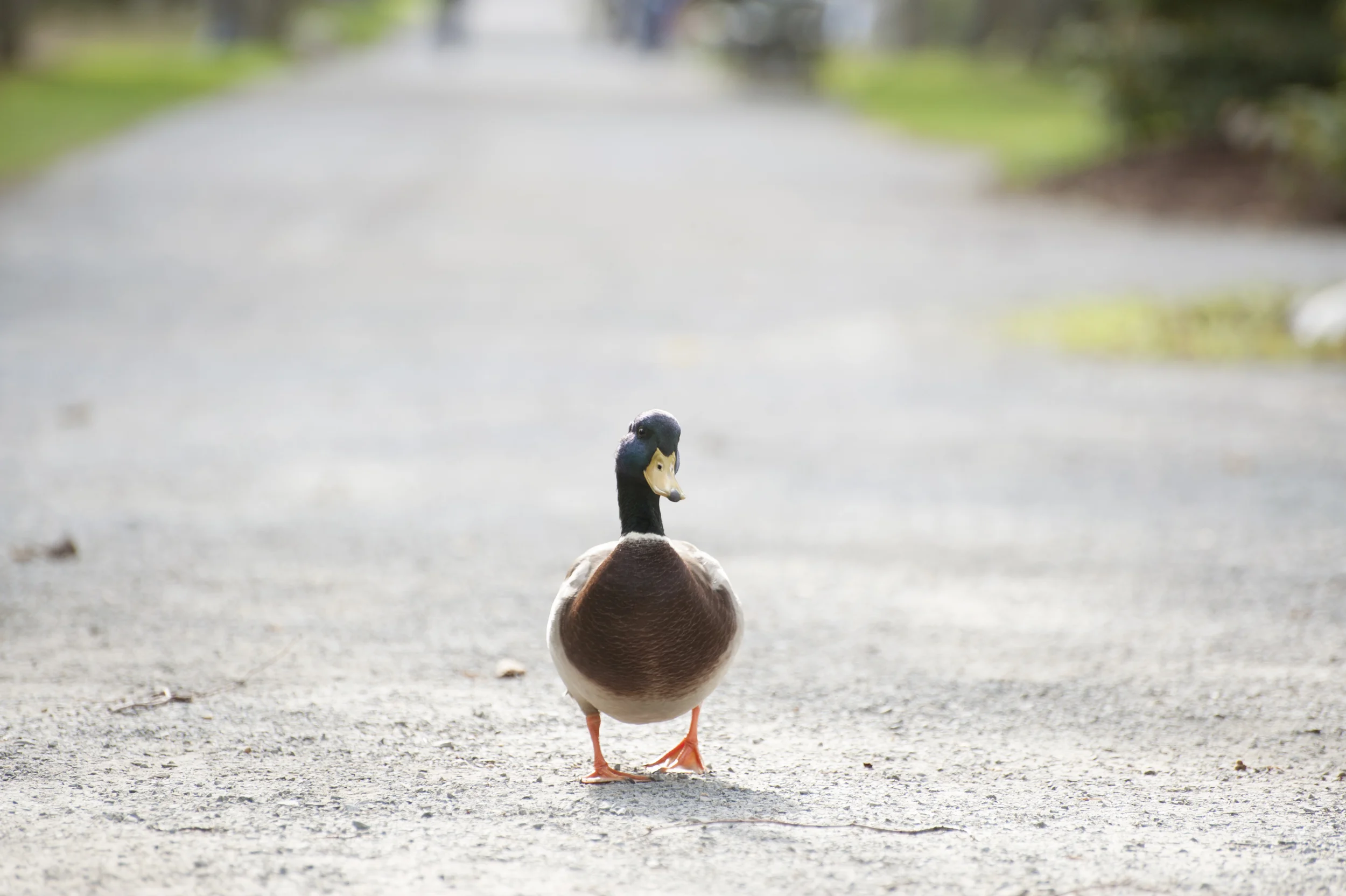 I'm sure he was looking for food. Sorry little guy...all I have is my camera.
