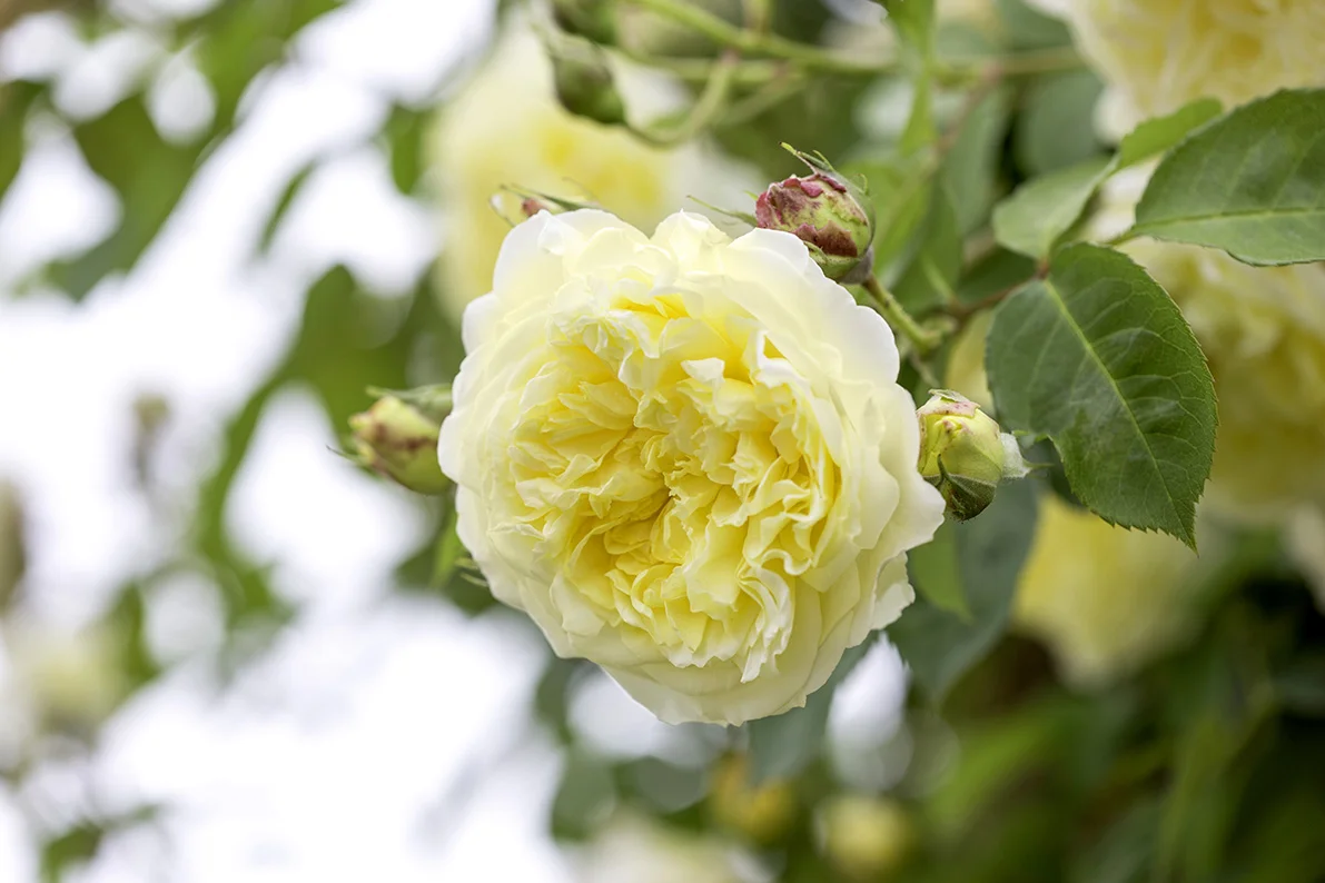 Rose-flower-photography-1.jpg