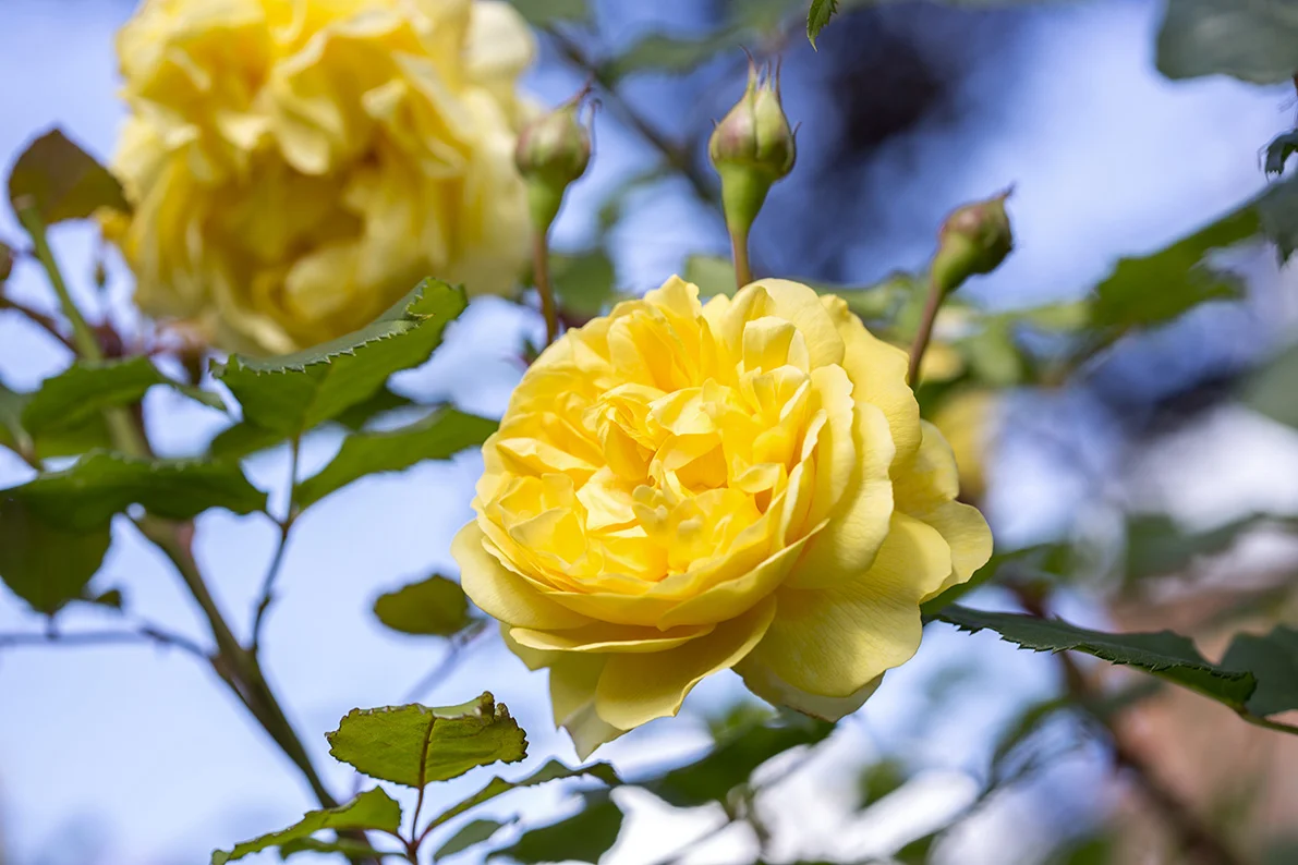 Rose-flower-photography-2.jpg