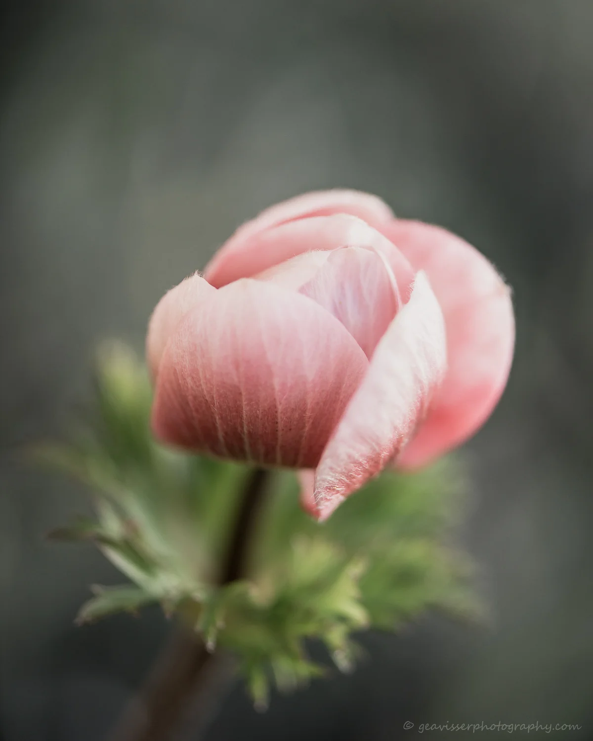 My12of2015-geavisserphotography-2015-1-2.jpg