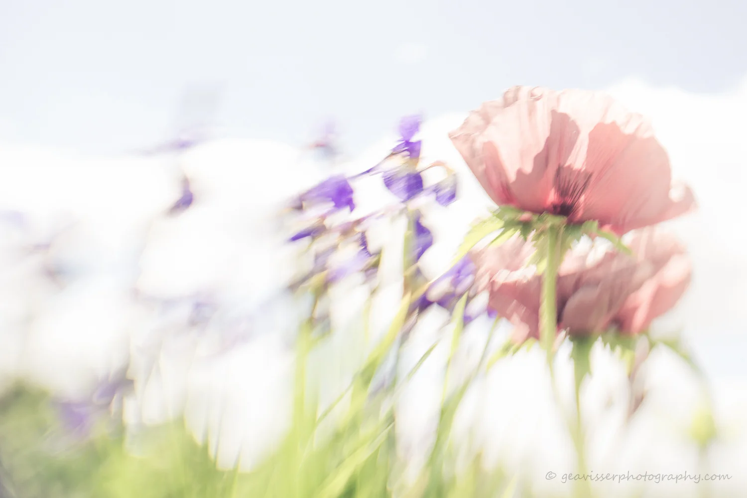 My12of2015-geavisserphotography-2015-12.jpg