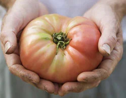 Georgia-Organics.jpg