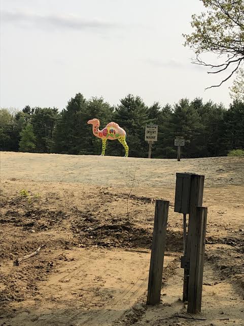 Desert.of.Maine.Camel.Freeport.jpeg