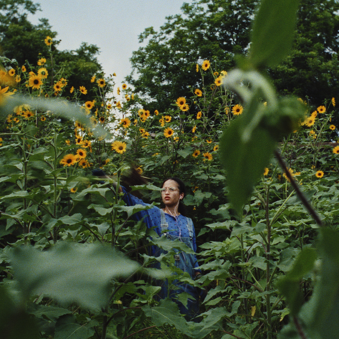 sunflower.png