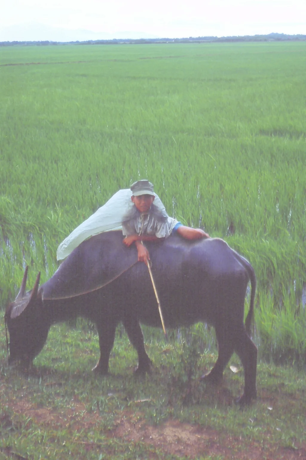 VN roadside scenes Boy on Water Buffalo.jpg
