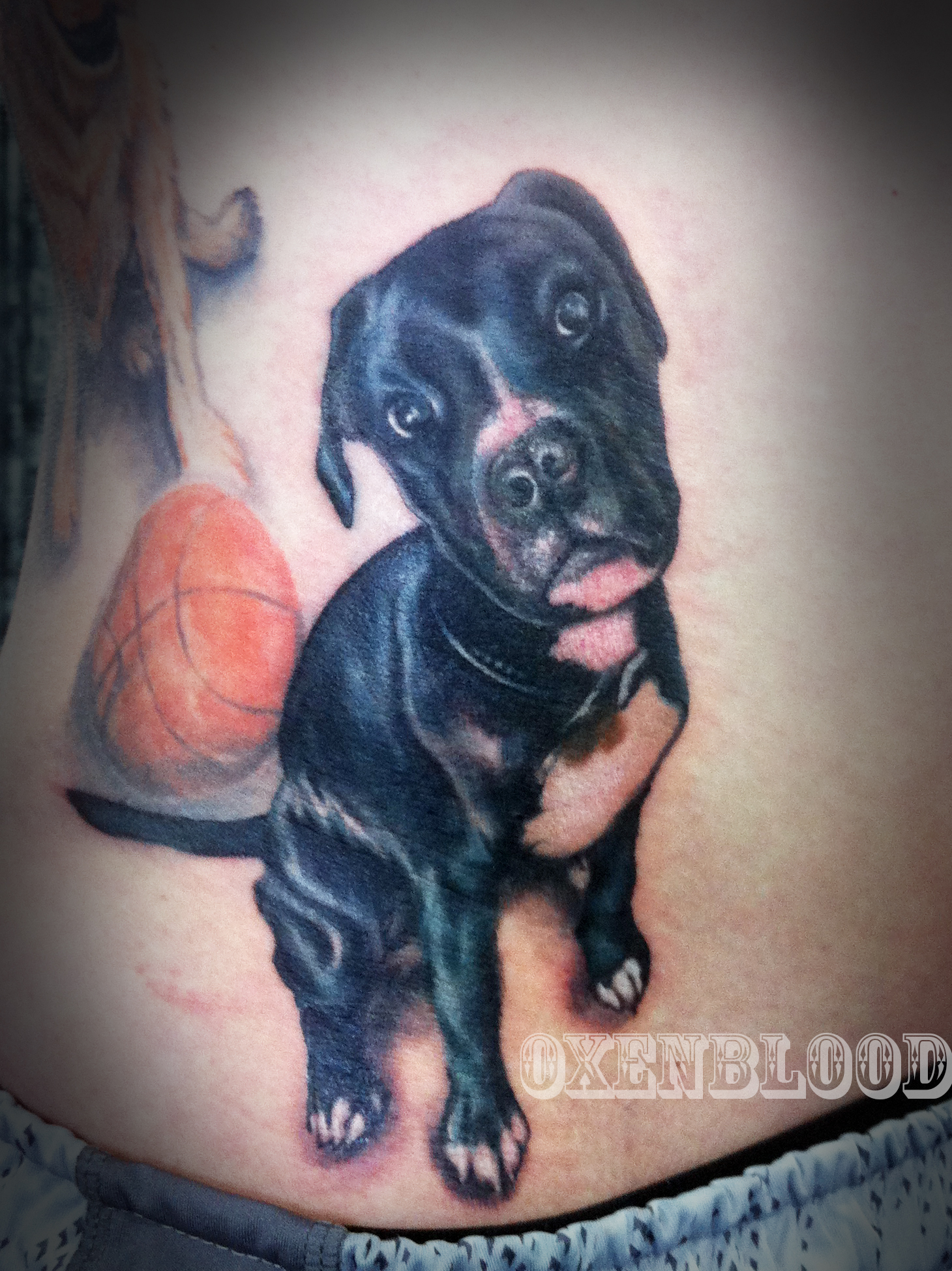 Puppy Portrait
