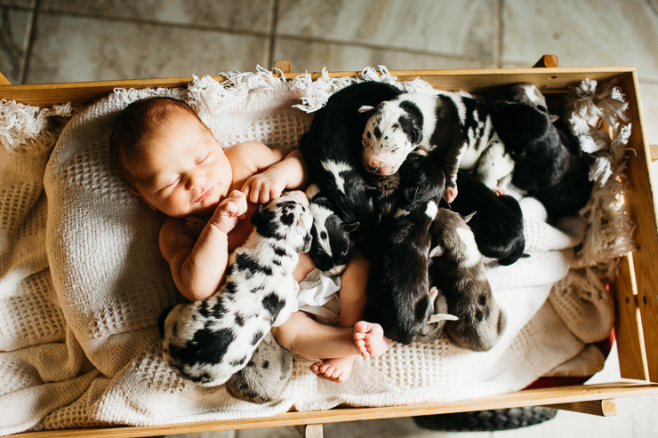 Newborn baby boy and puppies