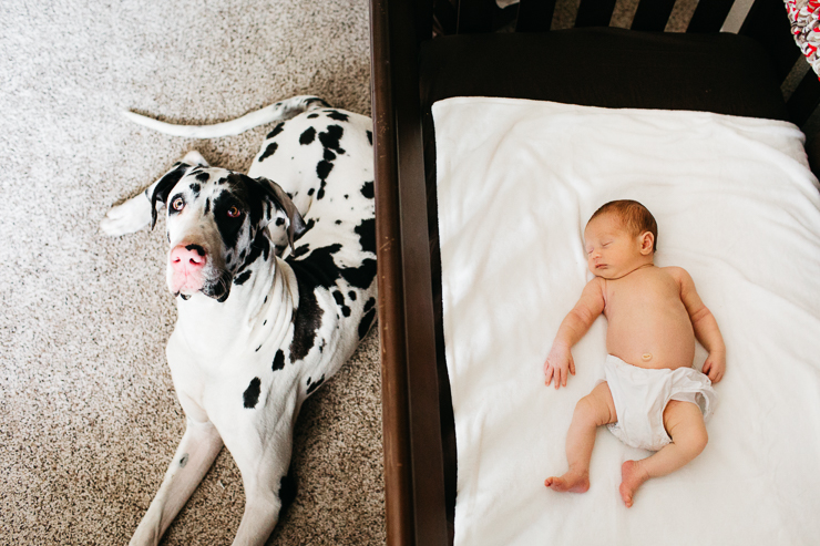 Large White Great Dane with Newborn Baby