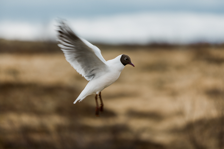Icelandic Bird in Pingvellir National Park, Iceland