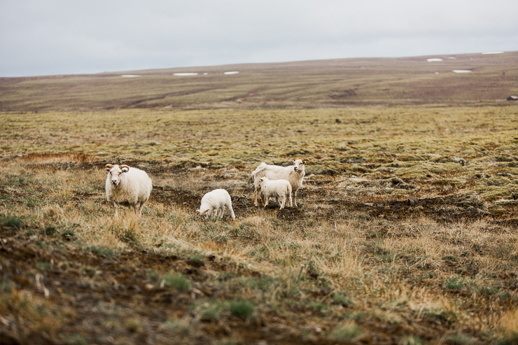 Wild Icelandic Sheep