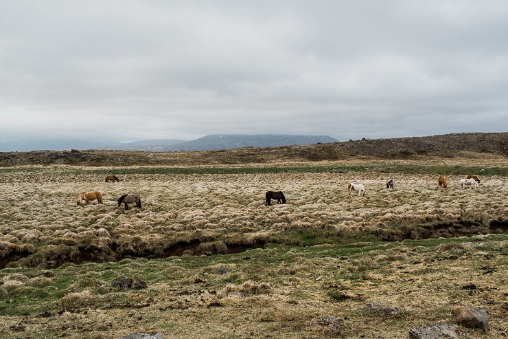 Wild horses in an Icelandic pasture on the way to the secret lagoon