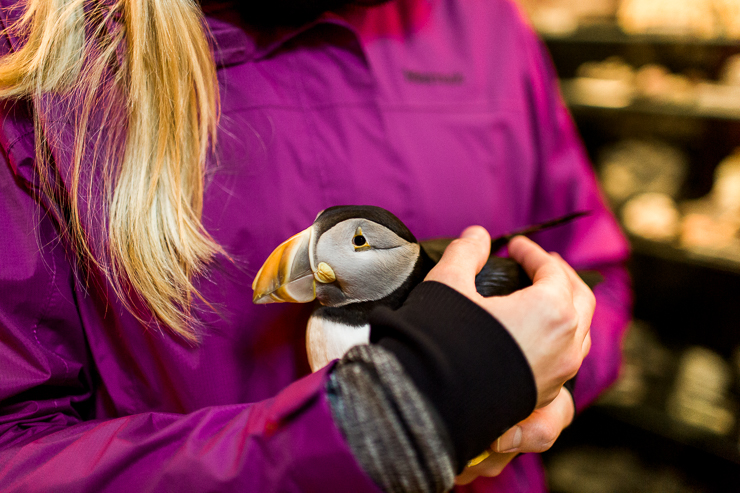 Holding a Puffin at Saeheimar