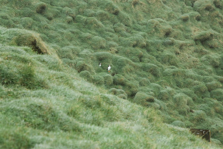 Puffin on hilltop Westman Islands