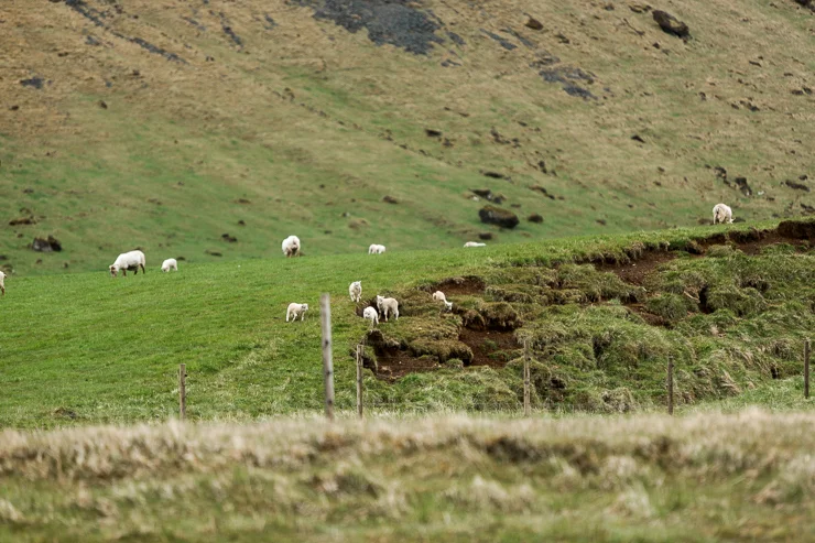 Sheep in a field near Skogafoss waterfall, Iceland