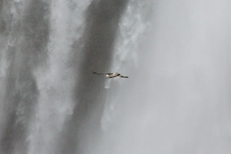 bird flying in front of Skogafoss